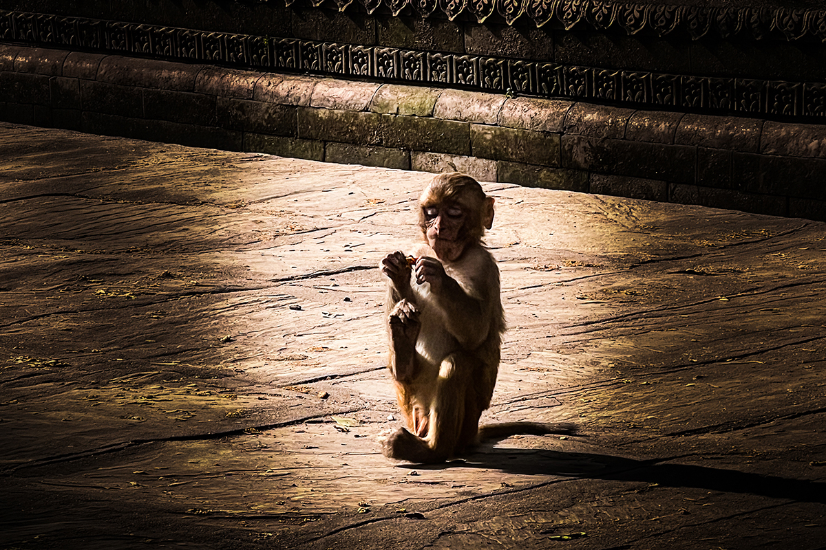 Monkeymind